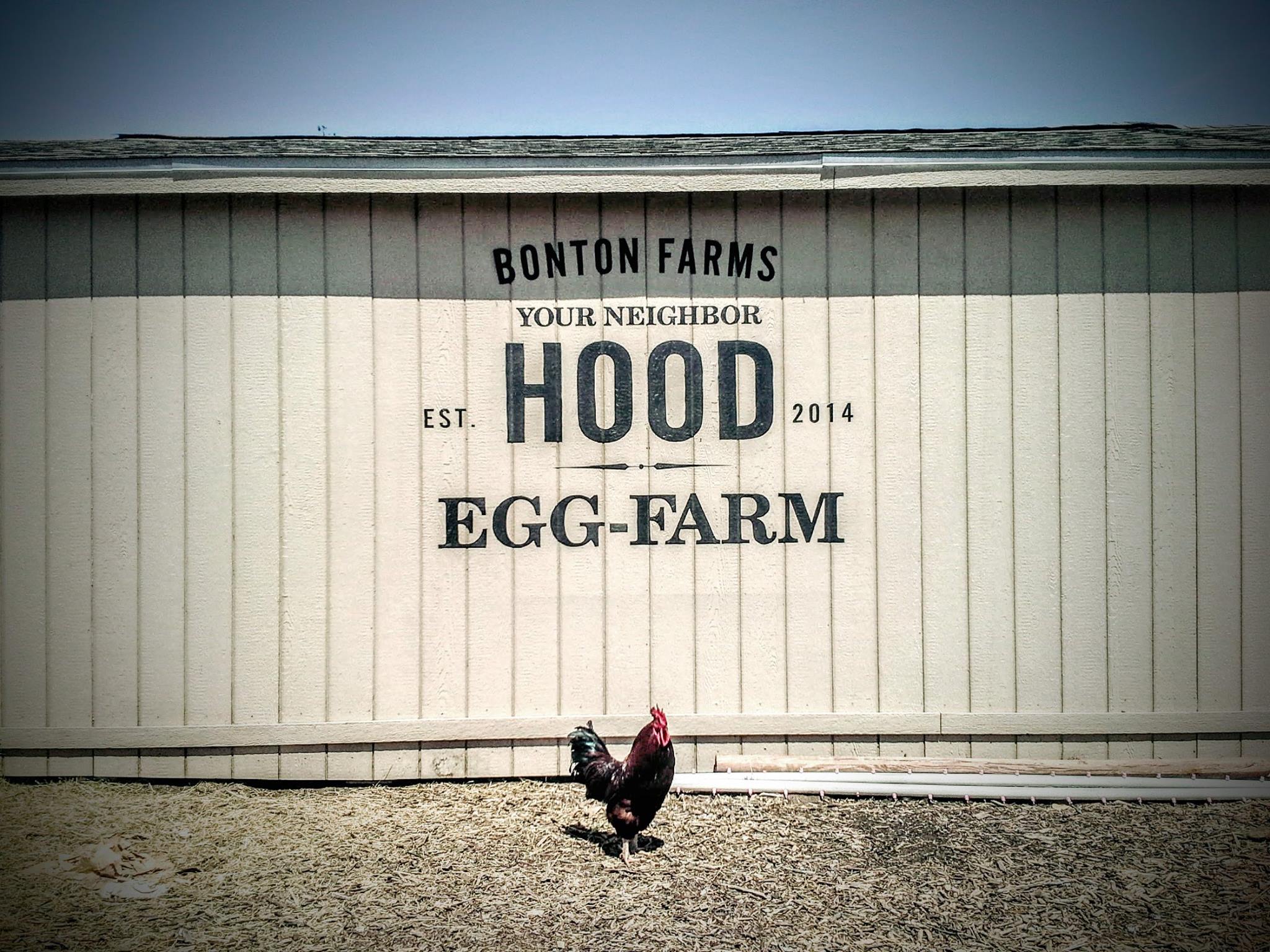 Bonton Egg-Farm